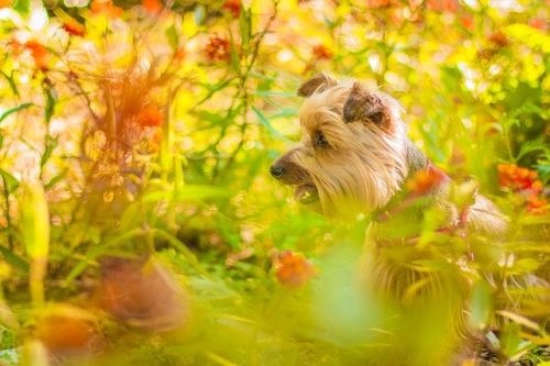 犬と植物３