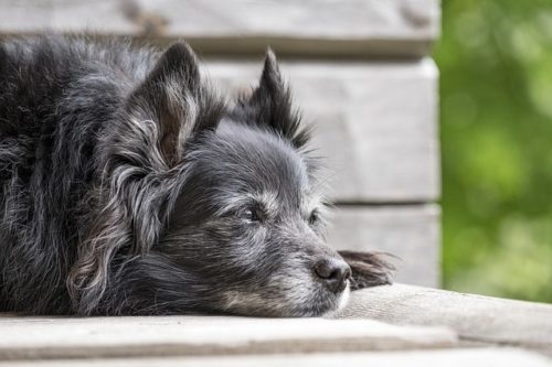 老犬の食事やトイレの介護はどうする？環境や必要なものを解説