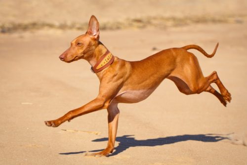 日本で1頭しか飼われていない 珍しいワンちゃん8犬種をご紹介 ブリーダーナビ 日本で1頭しか飼われていない 珍しいワンちゃん8犬種をご紹介 ブリーダーナビ