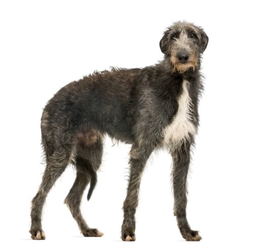 珍しい犬を飼いたい 激レアなワンちゃんをご紹介 ブリーダーナビ