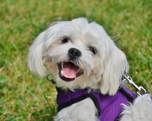 犬の虫よけ 蚊対策は グッズの種類や害虫について ブリーダーナビ