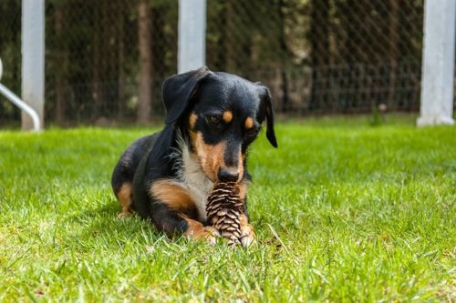 カニンヘンダックスフンドの飼い方は？寿命や大きさ、特徴も