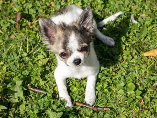 潤んだ瞳がかわいいチワワの性格って 知っておきたい3つのこと