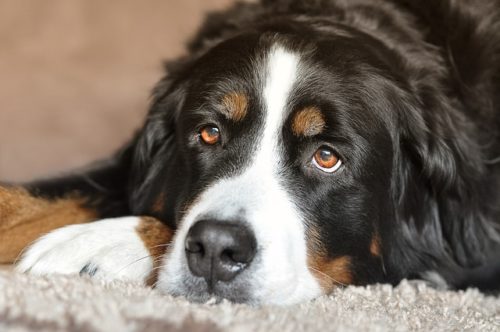 飼いやすい大型犬は おすすめ11種をご紹介 ブリーダーナビ