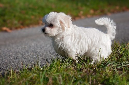 愛犬の目の周りが赤い！マルチーズなどは注意したい涙やけの原因と対策