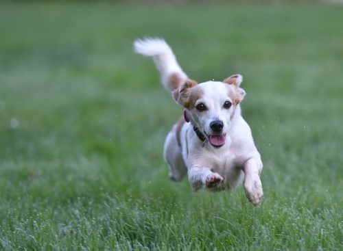 子犬の性格の見極め方、選び方とは？性格、健康状態