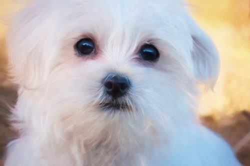 犬 の 目 が 赤い