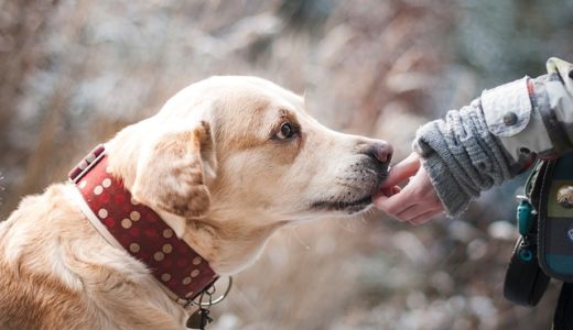 震災時に愛犬の命を守るための準備は？防災グッズなど対策方法