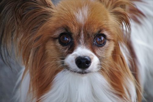 賢い犬種ランキング 犬の知能は人間だと何歳 ブリーダーナビ