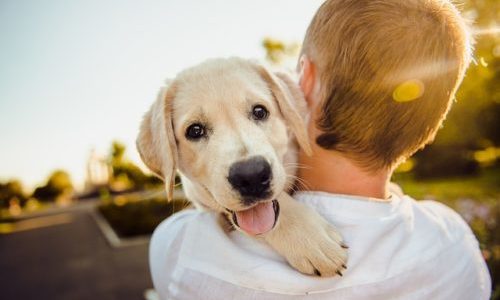 初対面でも犬に好かれる人はこんな人！なつかれる方法とは？