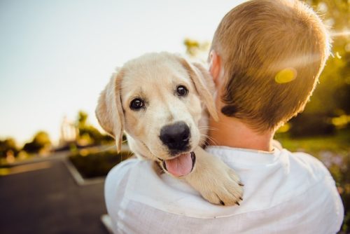 初対面でも犬に好かれる人はこんな人 なつかれる方法とは ブリーダーナビ