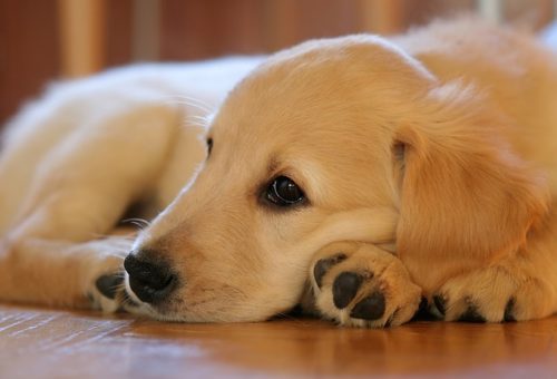 賢い犬種ランキング 犬の知能は人間だと何歳 ブリーダーナビ