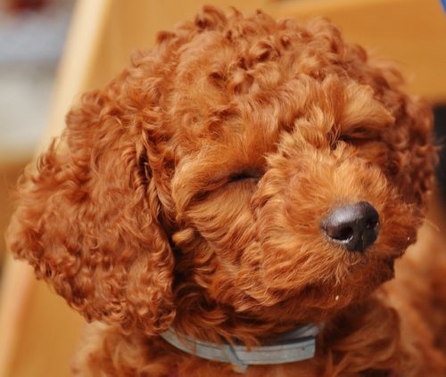 抜け毛が少ない犬種とは おすすめ9選 ブリーダーナビ