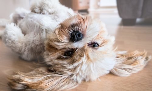 比較的吠えない犬種とは おすすめ11選 ブリーダーナビ