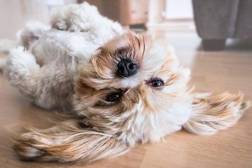 解決したい！犬の無駄吠えのしつけは？吠える理由や対策方法