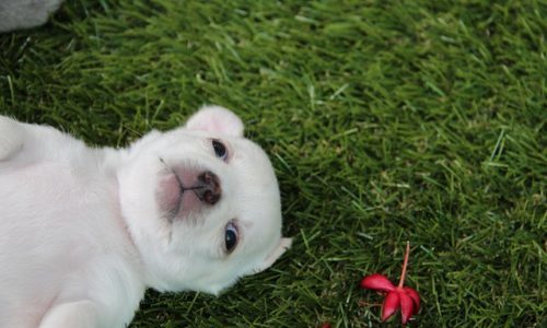 犬のブリーダーとは？仕事内容や優良・悪質の違い