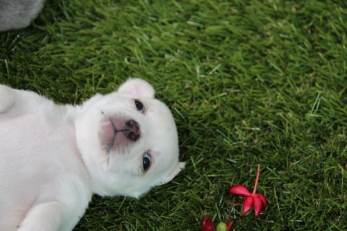 犬のブリーダーとは？仕事内容や優良・悪質の違い