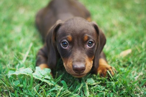 21年上半期 人気の犬種ランキング 意外な種類も ブリーダーナビ