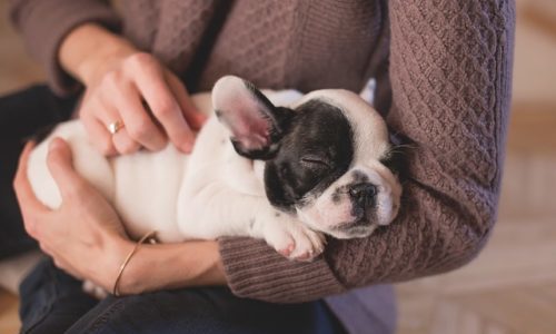 犬の健康管理には何が必要？アプリやチェックシート、健康診断を解説