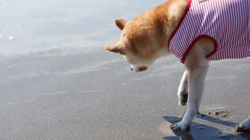 浜辺と柴犬