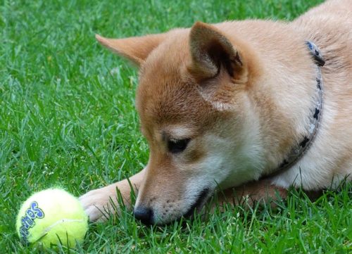 柴犬