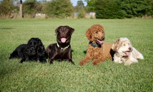 成犬をブリーダーから迎えるメリット！気になるしつけや子犬との違い