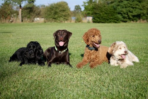 成犬をブリーダーから迎えるメリット！気になるしつけや子犬との違い