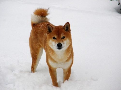 雪と柴犬