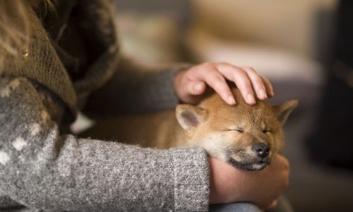 【柴犬の費用】柴犬を飼うにはいくら必要？初期費用と年間費用は？