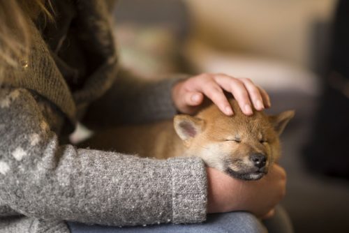 柴犬 かん た