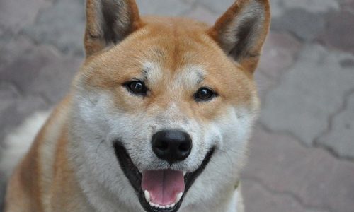 柴犬のしつけは難しい おすわり などを覚えてもらうには ブリーダーナビ