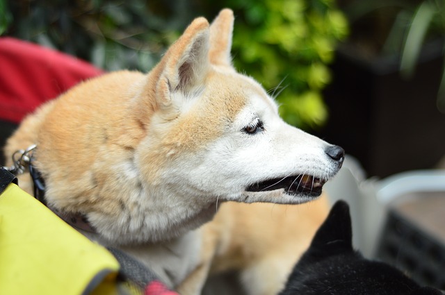 【柴犬が震えるのはなぜ？】寒いから？それとも病気？原因を解説