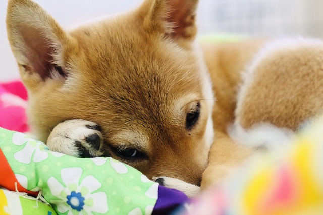 柴犬の気持ち ヒコーキ耳 しっぽや表情から何を読み取れる ブリーダーナビ