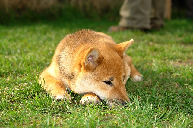 【柴犬の目やには病気？】注意が必要な色・考えれらる病気・目のケア