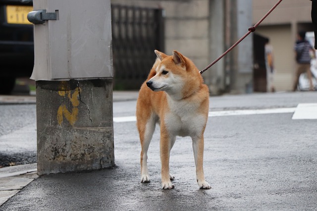 柴犬の散歩まとめ 時間や回数は どんなしつけが必要 ブリーダーナビ