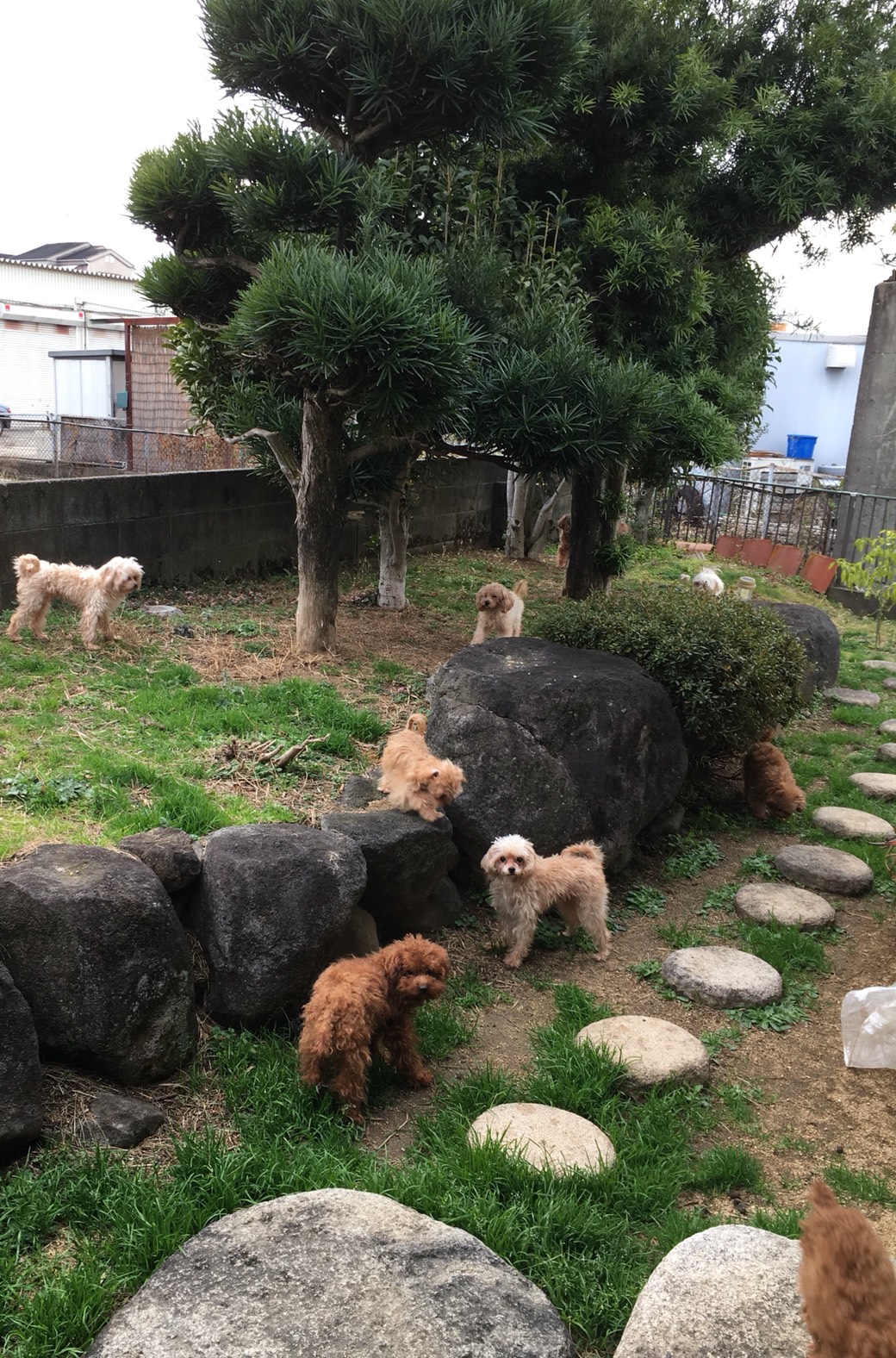 上村　東子ブリーダー