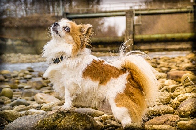 チワワの抜け毛は多い 換毛期の対策やお手入れについても ブリーダーナビ