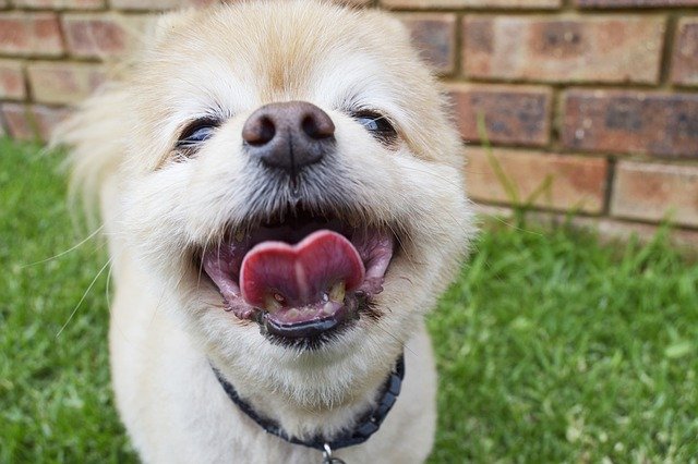 動物画像無料 無料ダウンロードポメラニアン 可愛い 見分け 方 動物画像無料 無料ダウンロードポメラニアン 可愛い 見分け 方