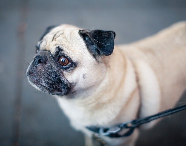 パグの散歩時間と回数はどのくらい？必要なしつけや子犬と成犬の違い