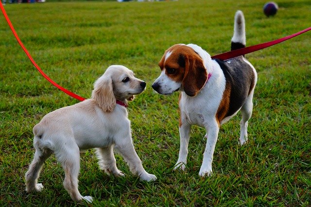 子犬の散歩デビューはいつから？時間・回数・距離はどれくらい？