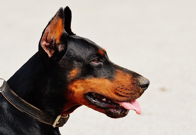 犬のマズルとは？マズルコントロールのやり方