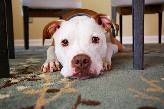 犬が食糞してしまう原因とは 対策は ブリーダーナビ