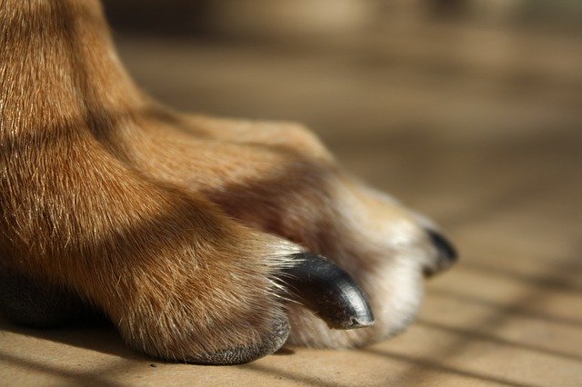 愛犬が肉球や足を舐める理由は？放置するのは危険？