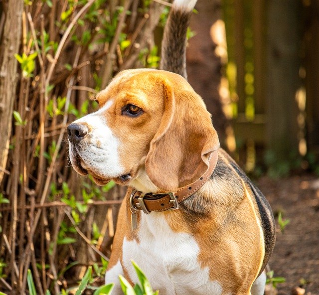 老犬の散歩方法とは？立ち止まってしまうのは？