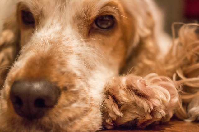 老犬が食べないときは？食べさせ方やポイント