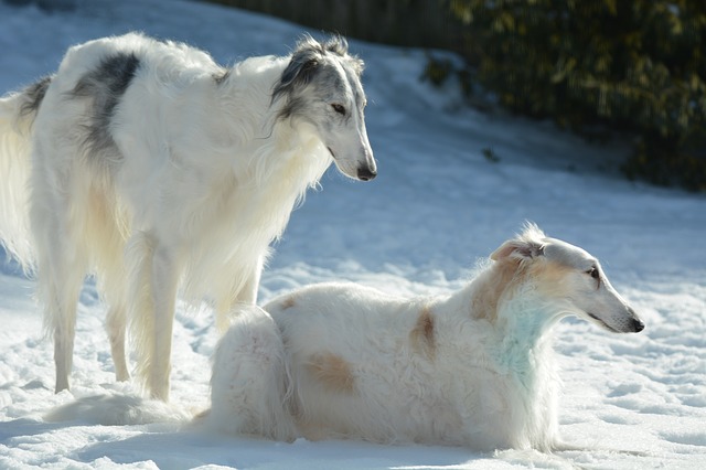 世界最大級 超大型犬 の種類一覧 ブリーダーナビ