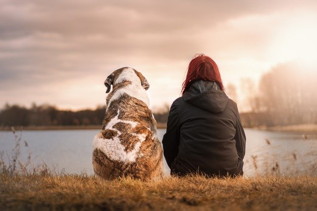 犬の寿命ってどのくらい？犬種ごとの平均寿命やギネスの最高齢