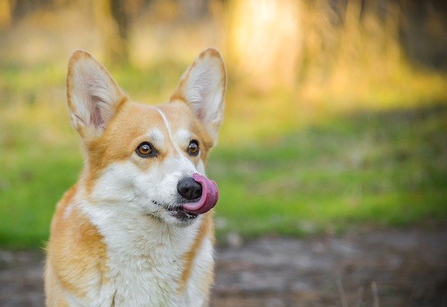 【噛まれる！】犬の歯磨き方法とは？嫌がるのは？