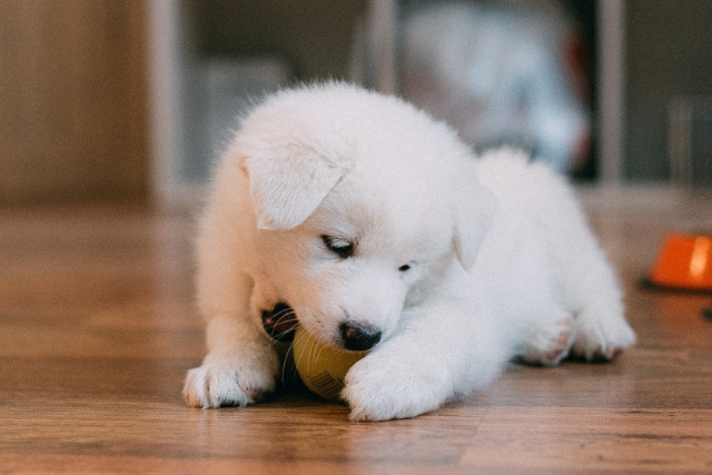 子犬が噛む理由とは？しつけはいつから？