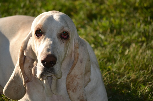 バセットハウンドの歴史とは フランスで生まれ世界中で愛された犬種 ブリーダーナビ